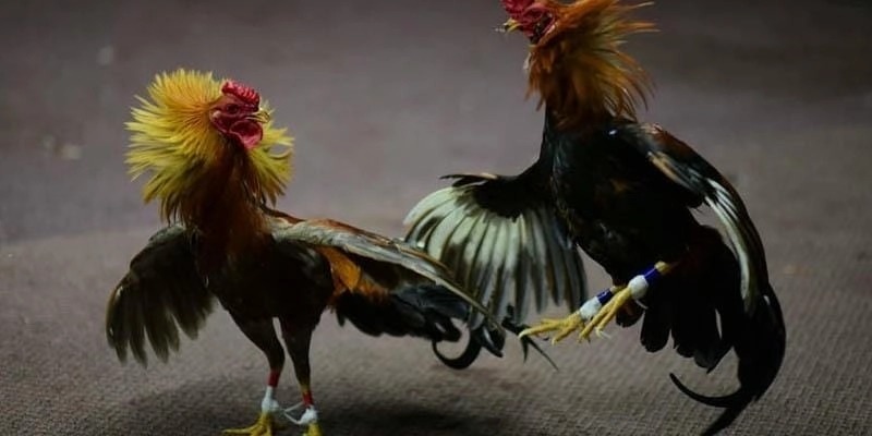 ข้อดีของตีไก่คัพ C1 ที่มี