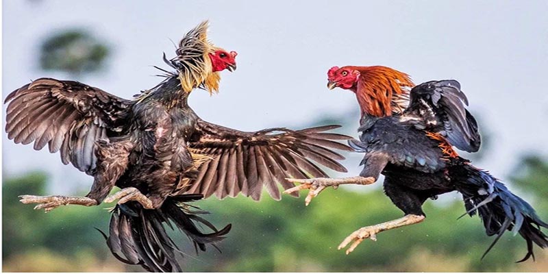 ประสบการณ์การเลือกไก่ชินที่แข็งแกร่งจากผู้เชี่ยวชาญ MB66