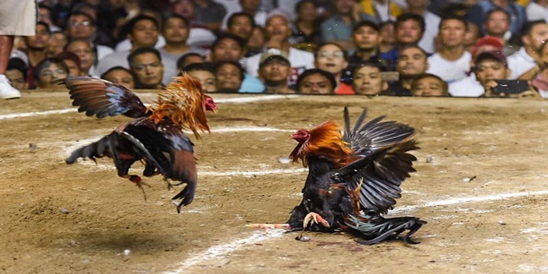 วิธีการเดิมพัน Meron ที่น่าสนใจเมื่อเล่นตีไก่คีมเหล็ก